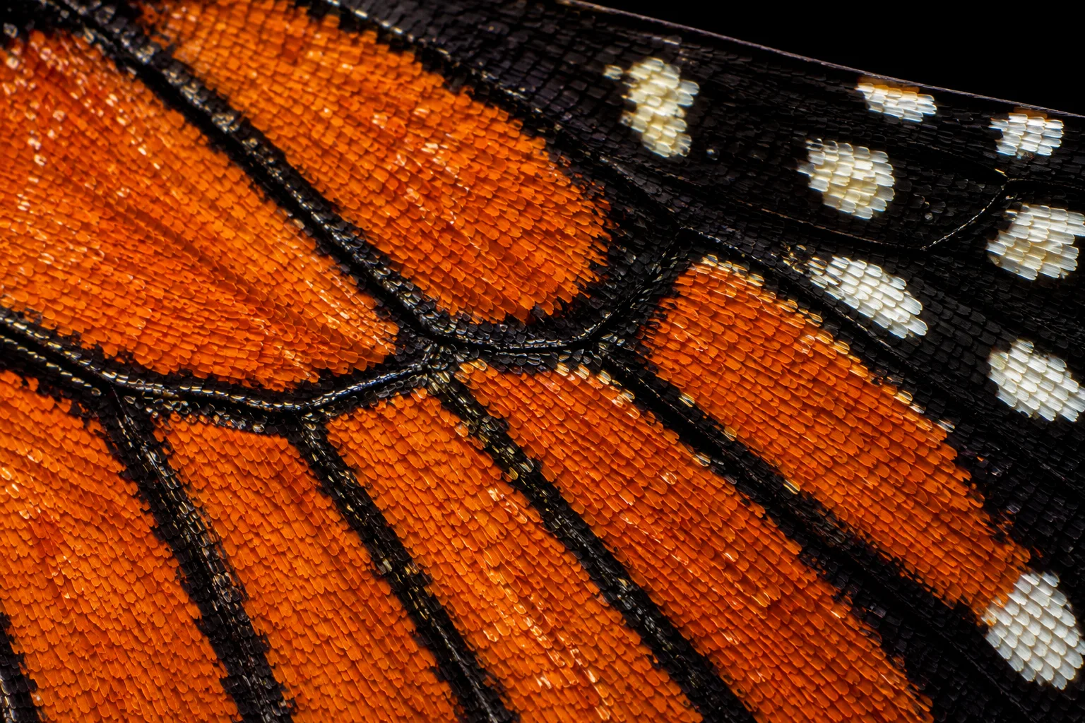 Upscaled AI image sample created on Flux 3 AI